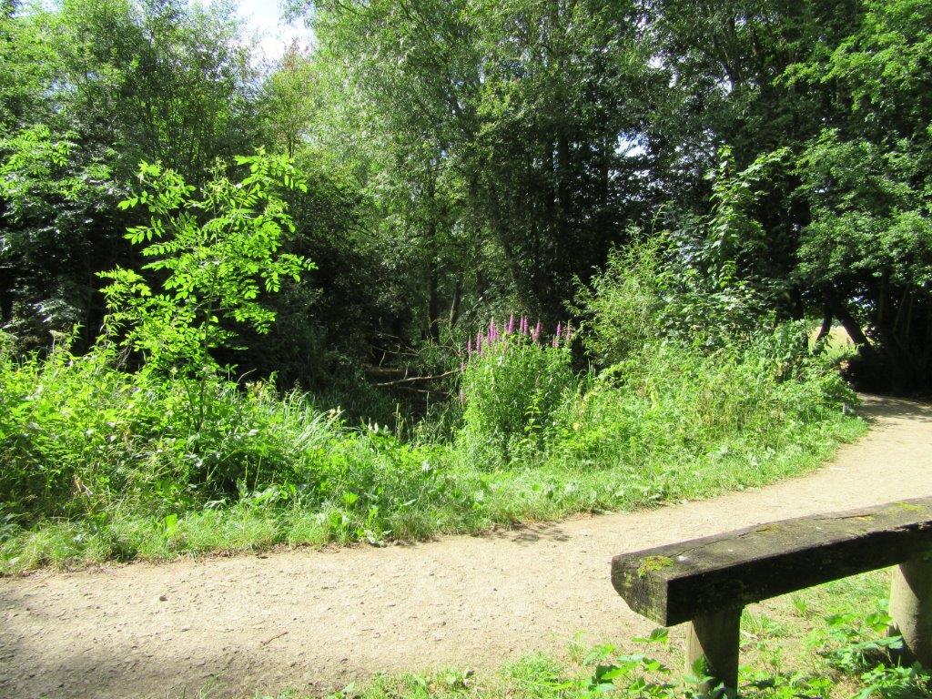 st marys fields 3